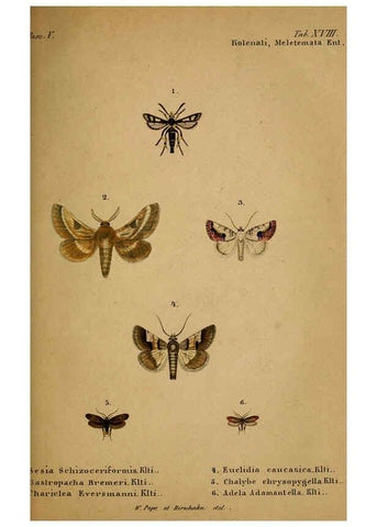 Reproducción/Reproduction 6436386947: Meletemata entomologica. 1-5. Petropoli :Imperialis Academiae Scientiarum,1845-1846