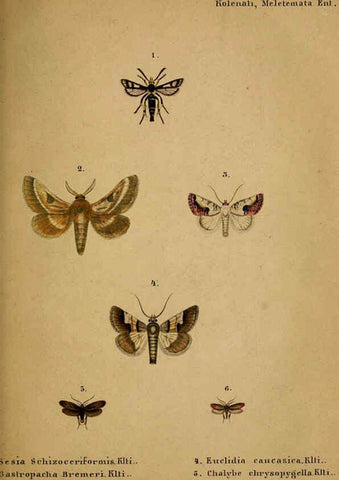 Reproducción/Reproduction 6436386947: Meletemata entomologica. 1-5. Petropoli :Imperialis Academiae Scientiarum,1845-1846
