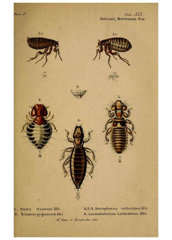 Reproducción/Reproduction 6436387275: Meletemata entomologica. 1-5. Petropoli :Imperialis Academiae Scientiarum,1845-1846