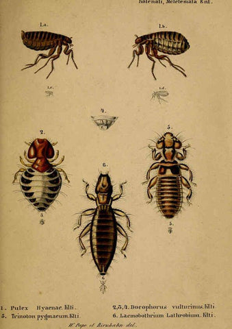 Reproducción/Reproduction 6436387275: Meletemata entomologica. 1-5. Petropoli :Imperialis Academiae Scientiarum,1845-1846