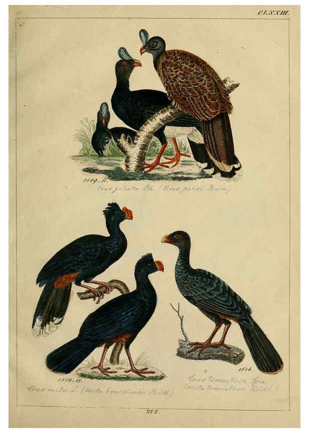 Reproducción/Reproduction 6436434667: Central Atlas für zoologische Gärten. Part 1,5. Dresden ;Expedition der vollständigste Naturgeschichte, [puis] E. Blochman, [etc.],1862- 