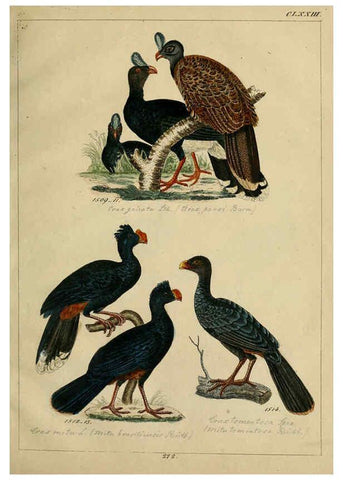Reproducción/Reproduction 6436434667: Central Atlas für zoologische Gärten. Part 1,5. Dresden ;Expedition der vollständigste Naturgeschichte, [puis] E. Blochman, [etc.],1862- 