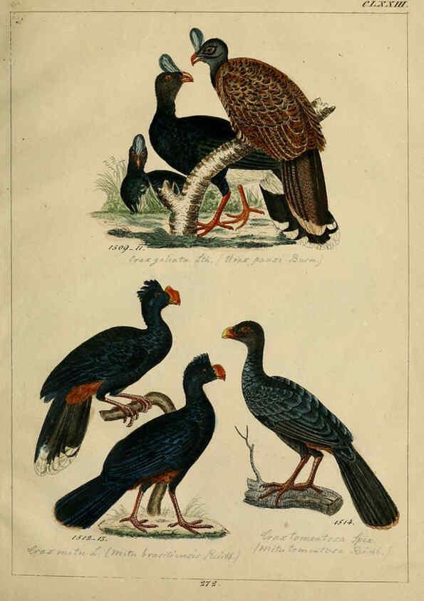 Reproducción/Reproduction 6436434667: Central Atlas für zoologische Gärten. Part 1,5. Dresden ;Expedition der vollständigste Naturgeschichte, [puis] E. Blochman, [etc.],1862- 