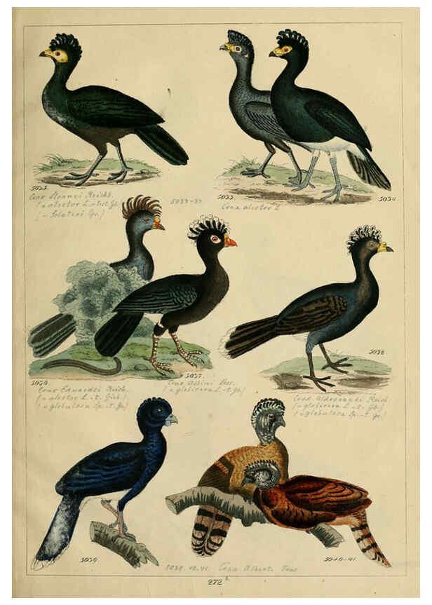 Reproducción/Reproduction 6436434981: Central Atlas für zoologische Gärten. Part 1,5. Dresden ;Expedition der vollständigste Naturgeschichte, [puis] E. Blochman, [etc.],1862- 