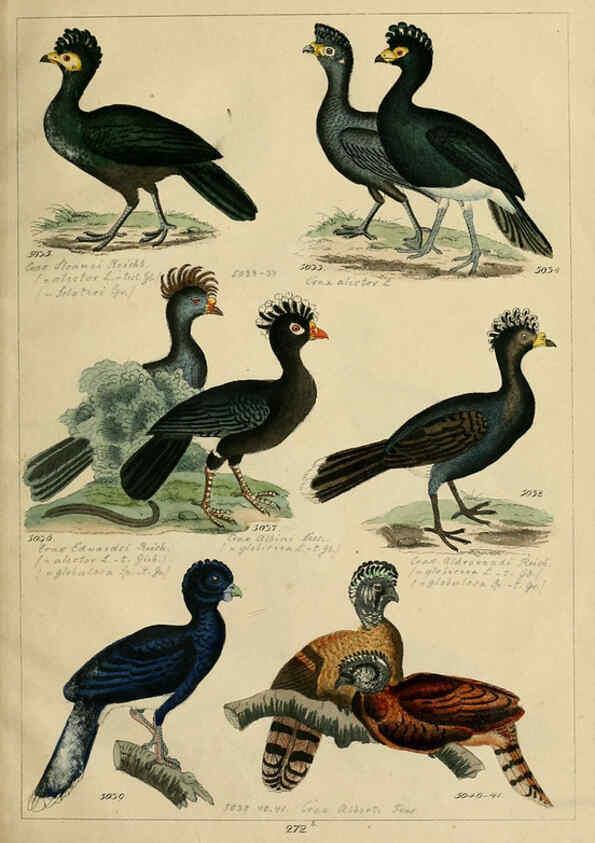 Reproducción/Reproduction 6436434981: Central Atlas für zoologische Gärten. Part 1,5. Dresden ;Expedition der vollständigste Naturgeschichte, [puis] E. Blochman, [etc.],1862- 