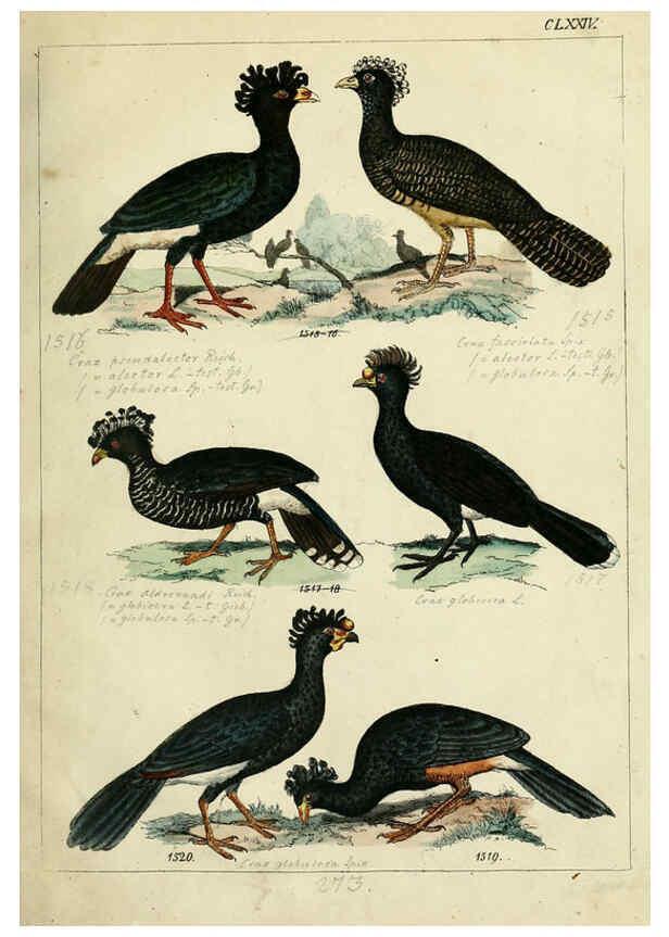Reproducción/Reproduction 6436435411: Central Atlas für zoologische Gärten. Part 1,5. Dresden ;Expedition der vollständigste Naturgeschichte, [puis] E. Blochman, [etc.],1862- 