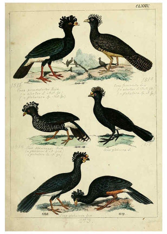 Reproducción/Reproduction 6436435411: Central Atlas für zoologische Gärten. Part 1,5. Dresden ;Expedition der vollständigste Naturgeschichte, [puis] E. Blochman, [etc.],1862- 