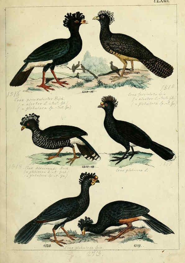 Reproducción/Reproduction 6436435411: Central Atlas für zoologische Gärten. Part 1,5. Dresden ;Expedition der vollständigste Naturgeschichte, [puis] E. Blochman, [etc.],1862- 