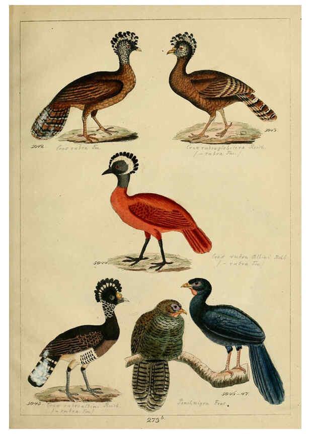 Reproducción/Reproduction 6436435841: Central Atlas für zoologische Gärten. Part 1,5. Dresden ;Expedition der vollständigste Naturgeschichte, [puis] E. Blochman, [etc.],1862- 