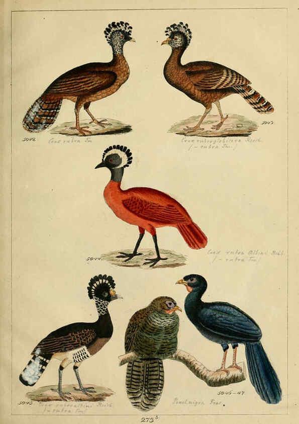 Reproducción/Reproduction 6436435841: Central Atlas für zoologische Gärten. Part 1,5. Dresden ;Expedition der vollständigste Naturgeschichte, [puis] E. Blochman, [etc.],1862- 