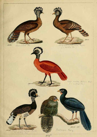 Reproducción/Reproduction 6436435841: Central Atlas für zoologische Gärten. Part 1,5. Dresden ;Expedition der vollständigste Naturgeschichte, [puis] E. Blochman, [etc.],1862- 