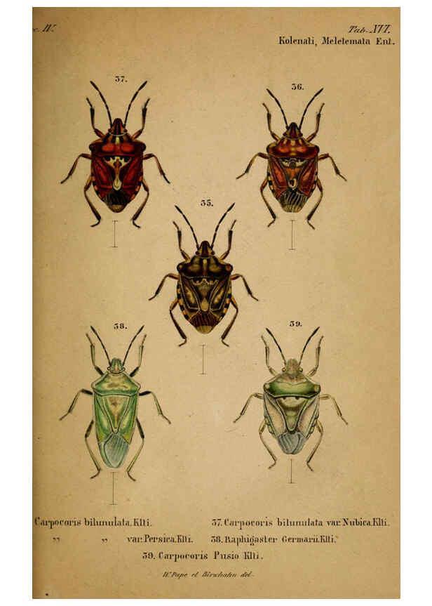 Reproducción/Reproduction 6436385883: Meletemata entomologica. 1-5. Petropoli :Imperialis Academiae Scientiarum,1845-1846