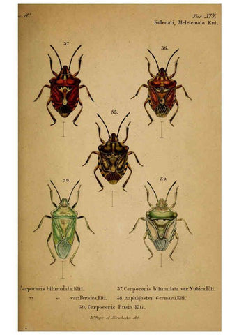 Reproducción/Reproduction 6436385883: Meletemata entomologica. 1-5. Petropoli :Imperialis Academiae Scientiarum,1845-1846