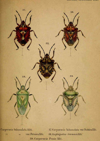 Reproducción/Reproduction 6436385883: Meletemata entomologica. 1-5. Petropoli :Imperialis Academiae Scientiarum,1845-1846