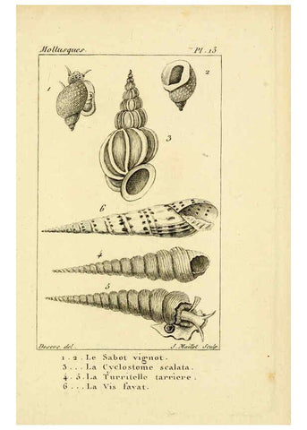 Reproducción/Reproduction 6436508245: Atlas des mollusques Paris :Roret, libraire, Rue Hautefeuille, au coin de celle du battoir,[182-?] 