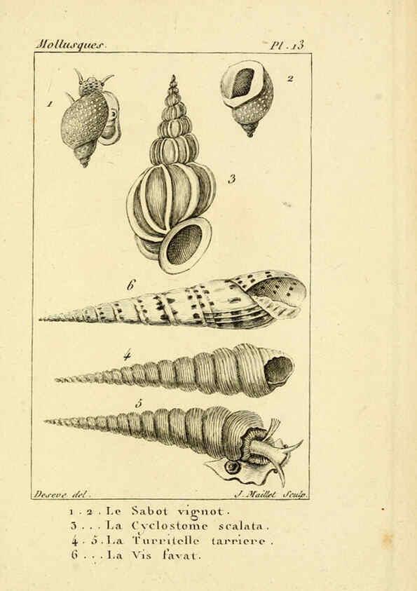 Reproducción/Reproduction 6436508245: Atlas des mollusques Paris :Roret, libraire, Rue Hautefeuille, au coin de celle du battoir,[182-?] 