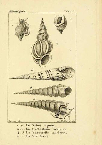 Reproducción/Reproduction 6436508245: Atlas des mollusques Paris :Roret, libraire, Rue Hautefeuille, au coin de celle du battoir,[182-?] 