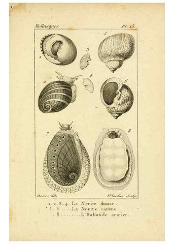Reproducción/Reproduction 6436509169: Atlas des mollusques Paris :Roret, libraire, Rue Hautefeuille, au coin de celle du battoir,[182-?] 