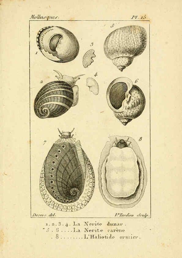 Reproducción/Reproduction 6436509169: Atlas des mollusques Paris :Roret, libraire, Rue Hautefeuille, au coin de celle du battoir,[182-?] 
