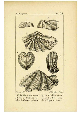 Reproducción/Reproduction 6436522205: Atlas des mollusques Paris :Roret, libraire, Rue Hautefeuille, au coin de celle du battoir,[182-?] 