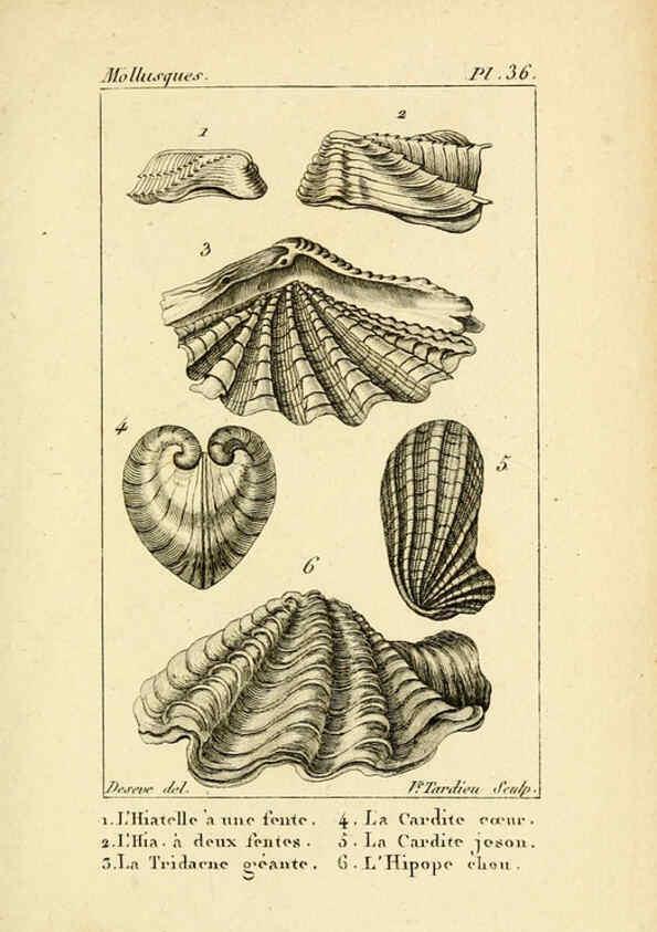 Reproducción/Reproduction 6436522205: Atlas des mollusques Paris :Roret, libraire, Rue Hautefeuille, au coin de celle du battoir,[182-?] 