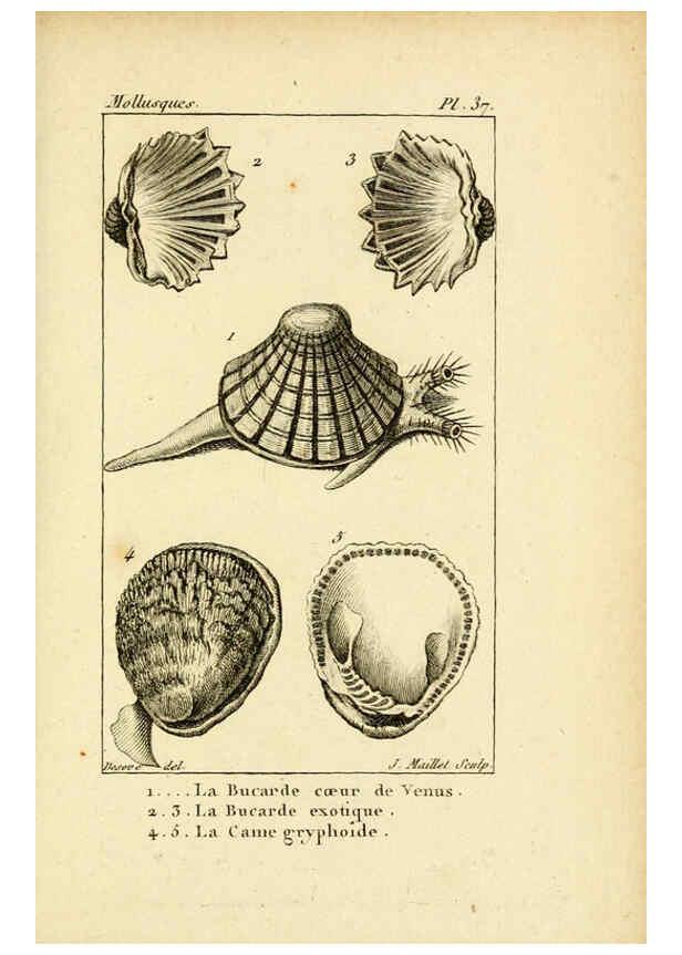 Reproducción/Reproduction 6436522527: Atlas des mollusques Paris :Roret, libraire, Rue Hautefeuille, au coin de celle du battoir,[182-?] 