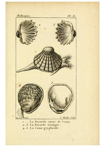 Reproducción/Reproduction 6436522527: Atlas des mollusques Paris :Roret, libraire, Rue Hautefeuille, au coin de celle du battoir,[182-?] 