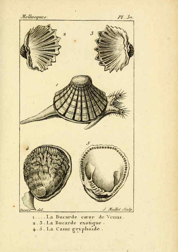 Reproducción/Reproduction 6436522527: Atlas des mollusques Paris :Roret, libraire, Rue Hautefeuille, au coin de celle du battoir,[182-?] 