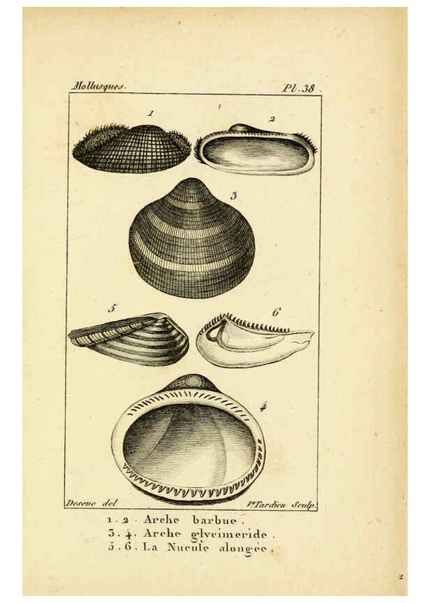 Reproducción/Reproduction 6436522865: Atlas des mollusques Paris :Roret, libraire, Rue Hautefeuille, au coin de celle du battoir,[182-?] 