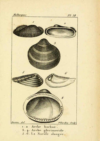 Reproducción/Reproduction 6436522865: Atlas des mollusques Paris :Roret, libraire, Rue Hautefeuille, au coin de celle du battoir,[182-?] 
