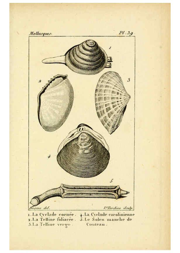 Reproducción/Reproduction 6436523279: Atlas des mollusques Paris :Roret, libraire, Rue Hautefeuille, au coin de celle du battoir,[182-?] 