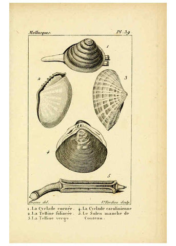 Reproducción/Reproduction 6436523279: Atlas des mollusques Paris :Roret, libraire, Rue Hautefeuille, au coin de celle du battoir,[182-?] 