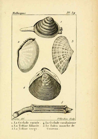 Reproducción/Reproduction 6436523279: Atlas des mollusques Paris :Roret, libraire, Rue Hautefeuille, au coin de celle du battoir,[182-?] 