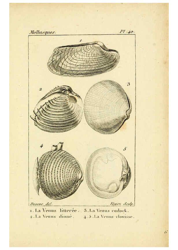 Reproducción/Reproduction 6436523583: Atlas des mollusques Paris :Roret, libraire, Rue Hautefeuille, au coin de celle du battoir,[182-?] 