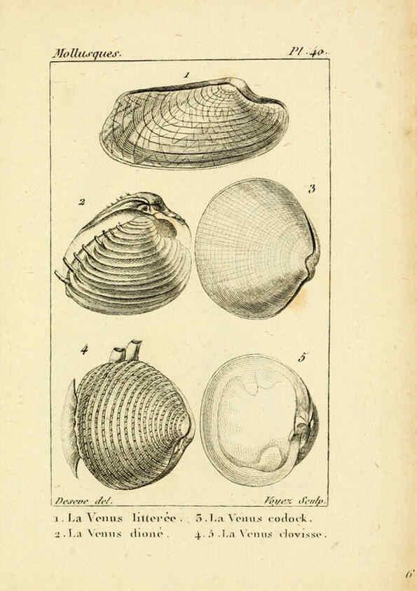 Reproducción/Reproduction 6436523583: Atlas des mollusques Paris :Roret, libraire, Rue Hautefeuille, au coin de celle du battoir,[182-?] 
