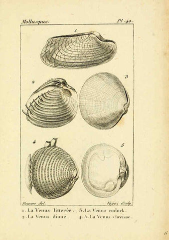 Reproducción/Reproduction 6436523583: Atlas des mollusques Paris :Roret, libraire, Rue Hautefeuille, au coin de celle du battoir,[182-?] 
