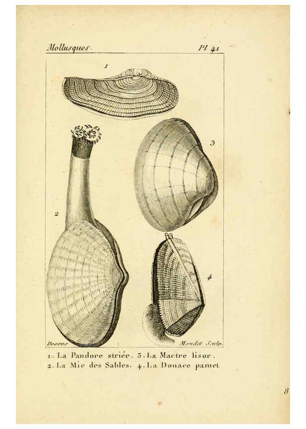 Reproducción/Reproduction 6436523891: Atlas des mollusques Paris :Roret, libraire, Rue Hautefeuille, au coin de celle du battoir,[182-?] 