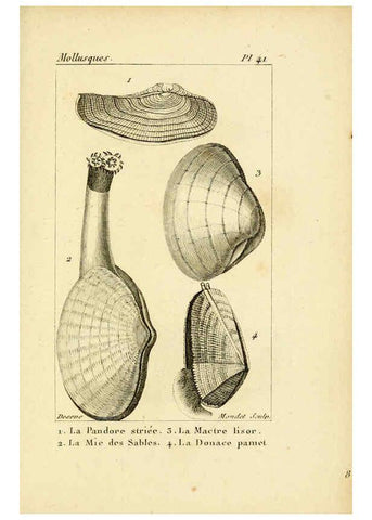 Reproducción/Reproduction 6436523891: Atlas des mollusques Paris :Roret, libraire, Rue Hautefeuille, au coin de celle du battoir,[182-?] 