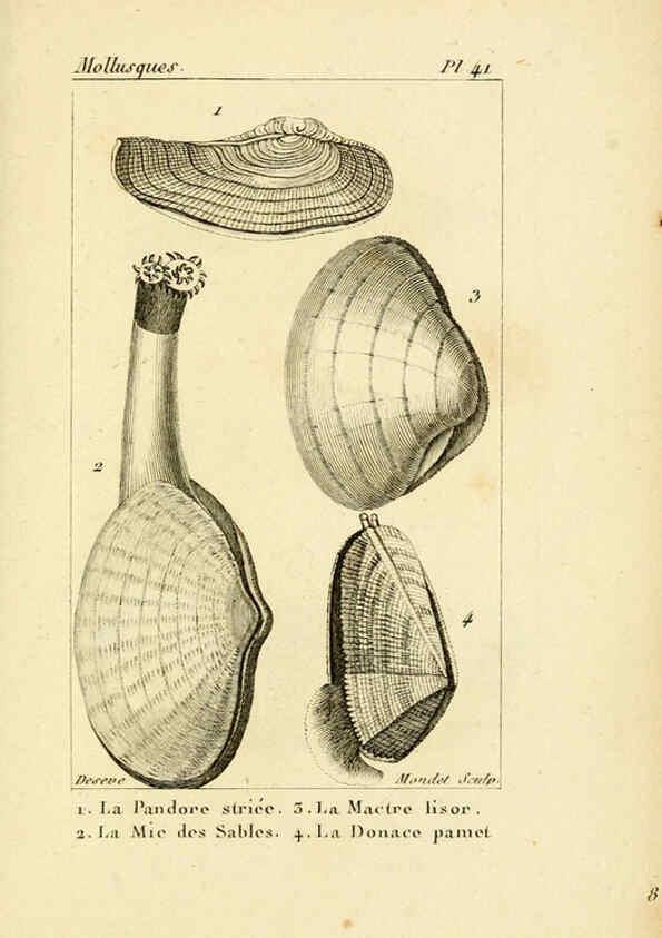 Reproducción/Reproduction 6436523891: Atlas des mollusques Paris :Roret, libraire, Rue Hautefeuille, au coin de celle du battoir,[182-?] 