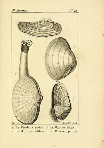 Reproducción/Reproduction 6436523891: Atlas des mollusques Paris :Roret, libraire, Rue Hautefeuille, au coin de celle du battoir,[182-?] 