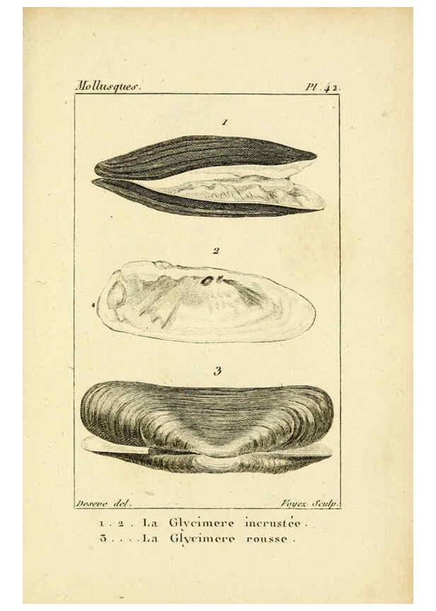 Reproducción/Reproduction 6436524361: Atlas des mollusques Paris :Roret, libraire, Rue Hautefeuille, au coin de celle du battoir,[182-?] 