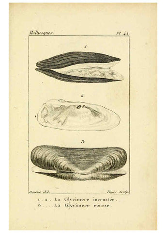 Reproducción/Reproduction 6436524361: Atlas des mollusques Paris :Roret, libraire, Rue Hautefeuille, au coin de celle du battoir,[182-?] 