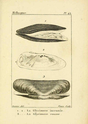 Reproducción/Reproduction 6436524361: Atlas des mollusques Paris :Roret, libraire, Rue Hautefeuille, au coin de celle du battoir,[182-?] 