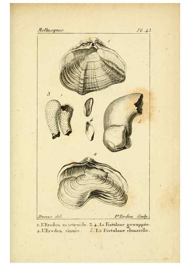 Reproducción/Reproduction 6436524805: Atlas des mollusques Paris :Roret, libraire, Rue Hautefeuille, au coin de celle du battoir,[182-?] 