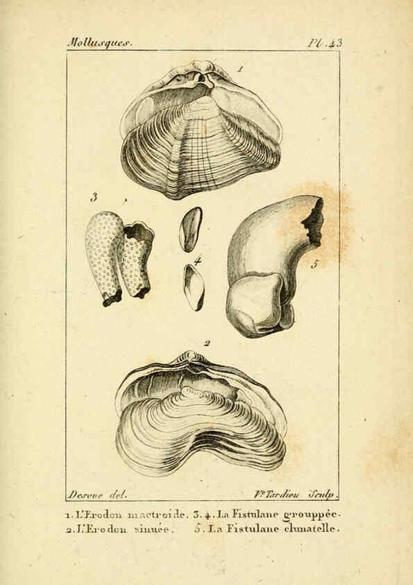 Reproducción/Reproduction 6436524805: Atlas des mollusques Paris :Roret, libraire, Rue Hautefeuille, au coin de celle du battoir,[182-?] 