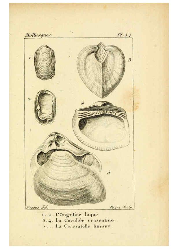 Reproducción/Reproduction 6436525233: Atlas des mollusques Paris :Roret, libraire, Rue Hautefeuille, au coin de celle du battoir,[182-?] 