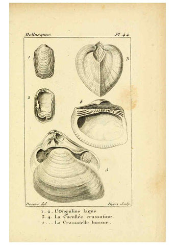 Reproducción/Reproduction 6436525233: Atlas des mollusques Paris :Roret, libraire, Rue Hautefeuille, au coin de celle du battoir,[182-?] 