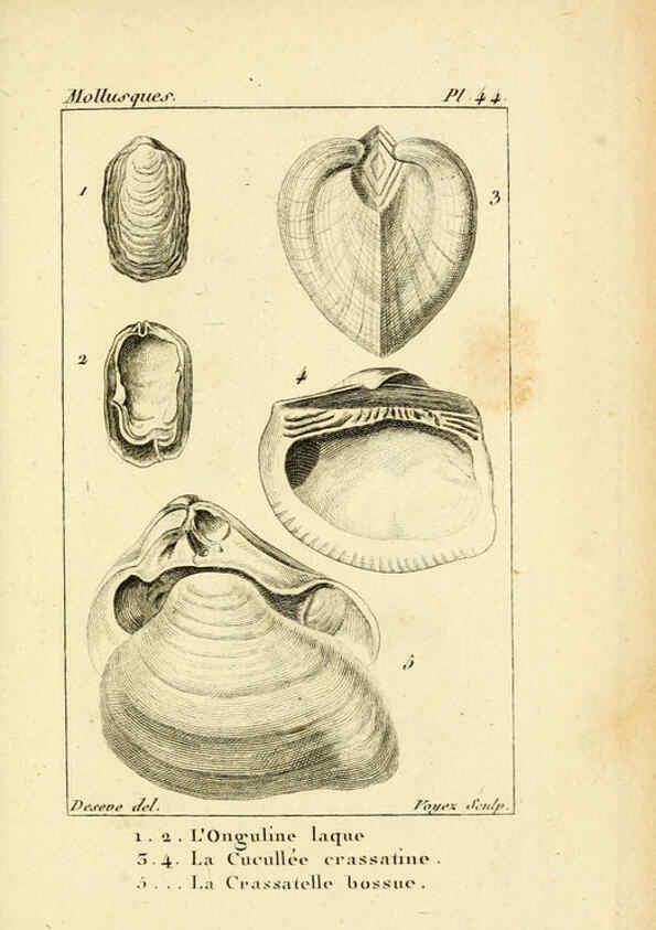 Reproducción/Reproduction 6436525233: Atlas des mollusques Paris :Roret, libraire, Rue Hautefeuille, au coin de celle du battoir,[182-?] 