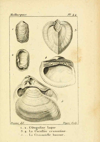 Reproducción/Reproduction 6436525233: Atlas des mollusques Paris :Roret, libraire, Rue Hautefeuille, au coin de celle du battoir,[182-?] 