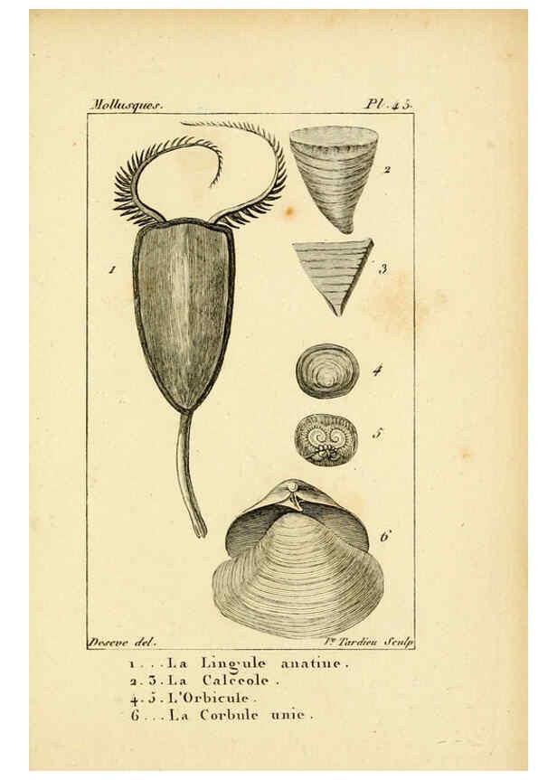 Reproducción/Reproduction 6436525563: Atlas des mollusques Paris :Roret, libraire, Rue Hautefeuille, au coin de celle du battoir,[182-?] 